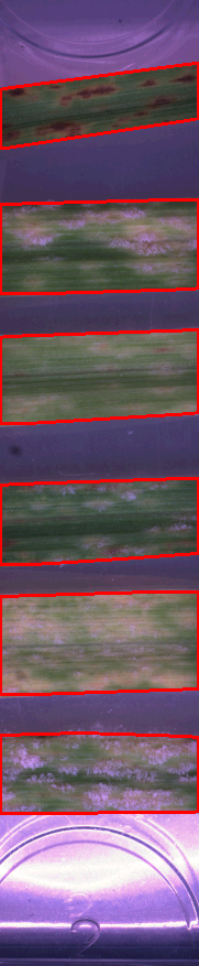 _images/bgh_leaf.png