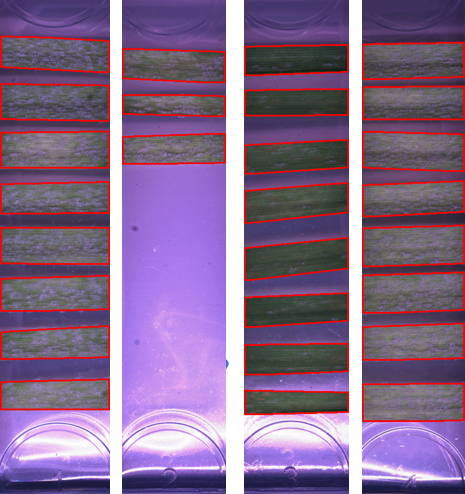 _images/leaf.png